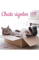 Calendrier chats rigolos 2025