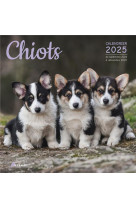 Calendrier chiots 2025