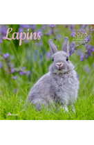 Calendrier lapins 2025