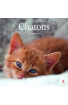 Calendrier chatons 2025