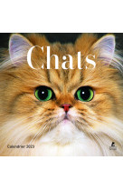 Calendrier chats - calendrier 2023