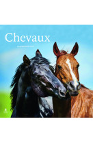 Chevaux - calendrier 2025