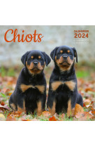 Calendrier chiots 2024