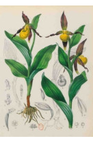 Carnet blanc, orchidée jaune, dessin 19e siècle