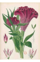 Carnet blanc, celosia cristata,  dessin 19e siècle