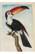 Carnet blanc, toucan, dessin 18e siècle