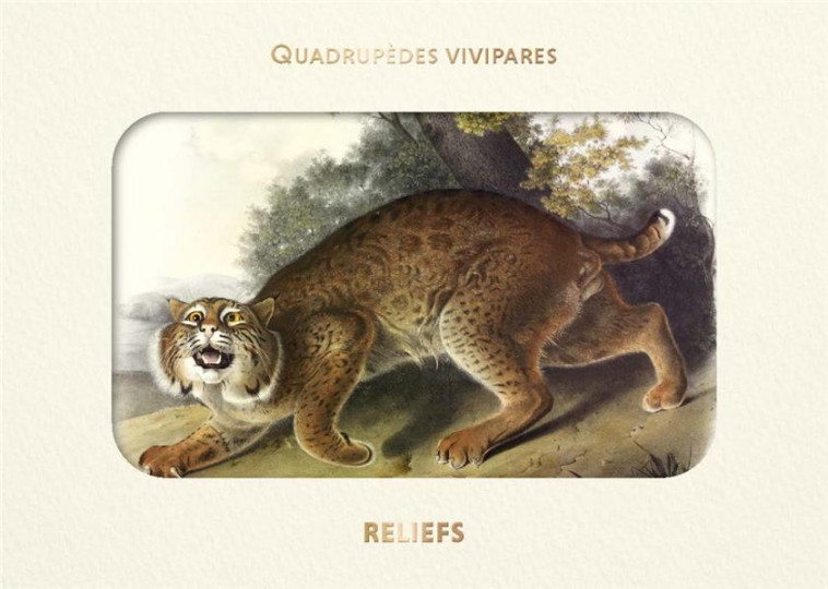 LIVRE D'IMAGES - QUADRUPEDES VIVIPARES D AMERIQUE - AUDUBON JOHN JAMES - RELIEFS