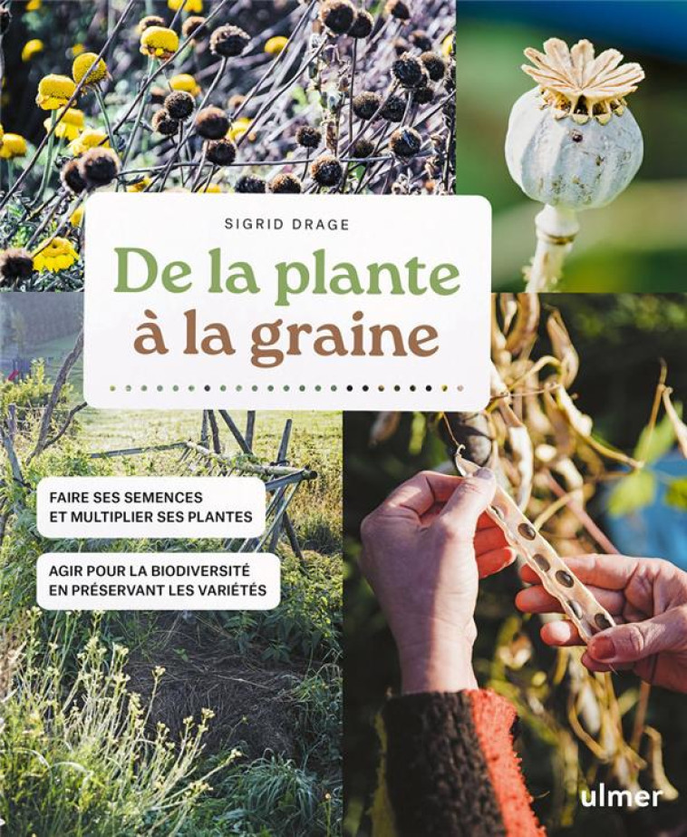 DE LA PLANTE A LA GRAINE - DRAGE - ULMER