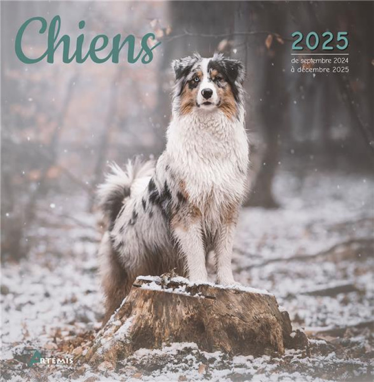 CALENDRIER CHIENS 2025 - COLLECTIF - NC