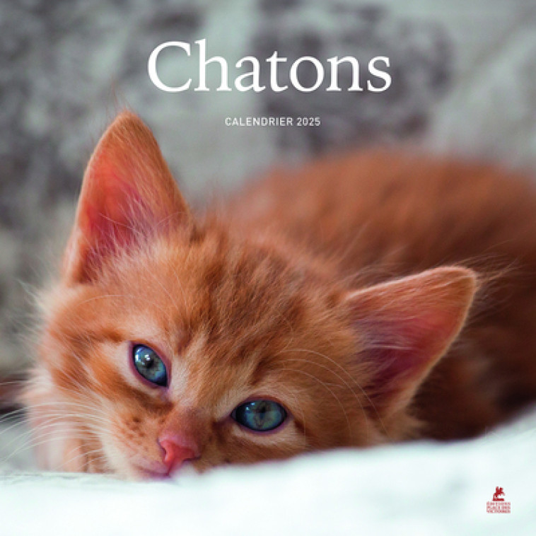 Calendrier chatons 2025 - Collectif Collectif, Collectif  - PLACE VICTOIRES