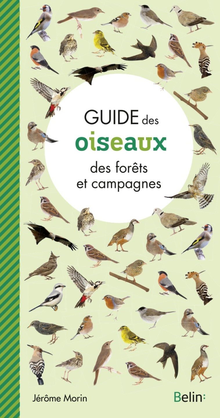 Guide des oiseaux des forêts et campagnes - Jérôme Morin - BELIN