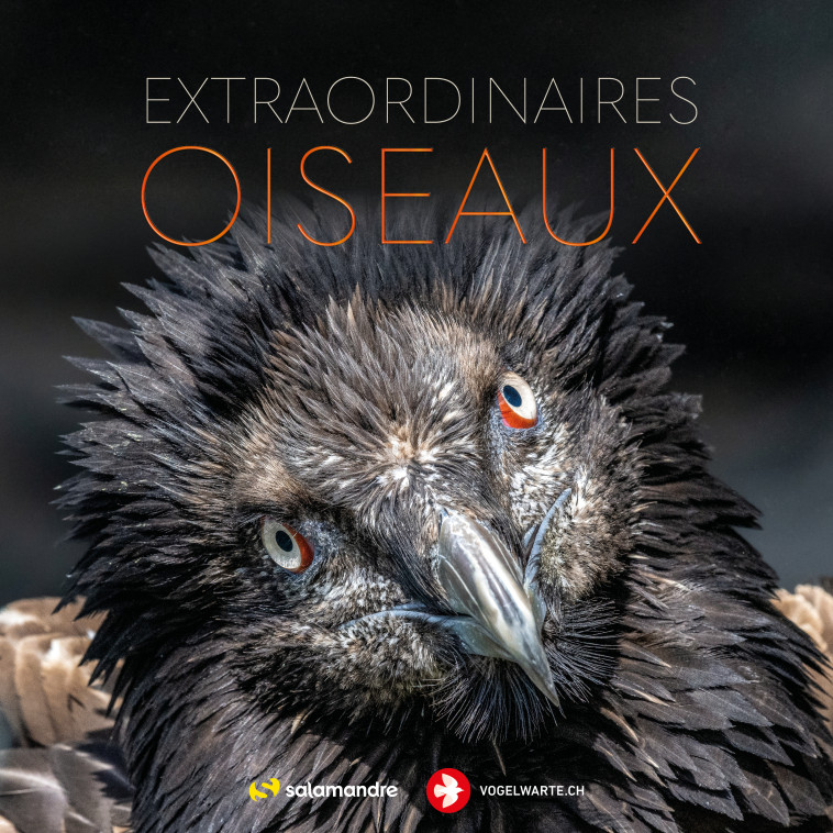 Extraordinaires oiseaux -  Collectif - LA SALAMANDRE