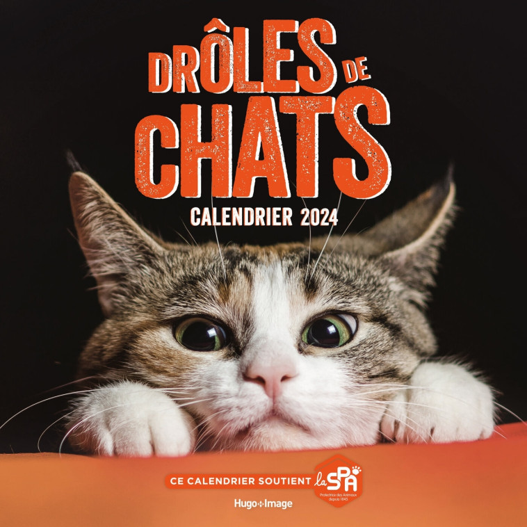 Calendrier mural drôles de chats 2024 -   - HUGO IMAGE