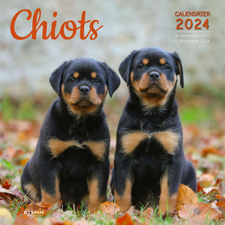 Calendrier Chiots 2024 -  Collectif - ARTEMIS