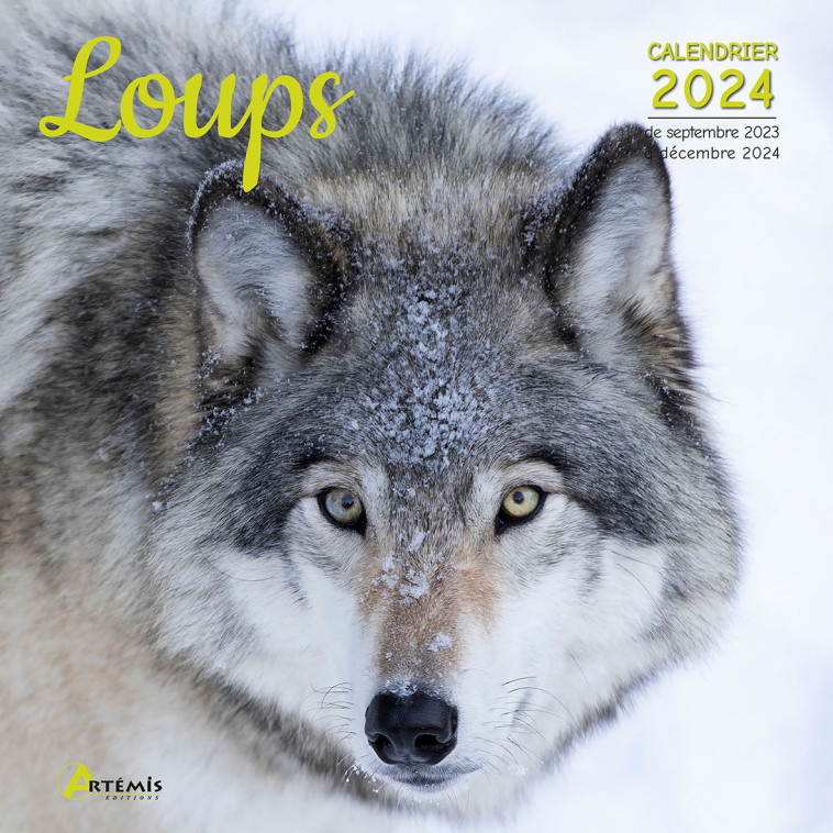 Calendrier Loups 2024 -  Collectif - ARTEMIS