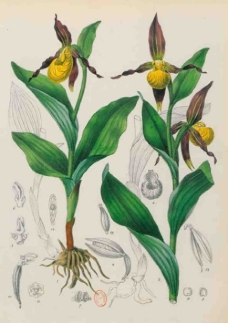 Carnet Blanc, Orchidée jaune, dessin 19e siècle - Jean-Baptiste Barla - HACHETTE BNF