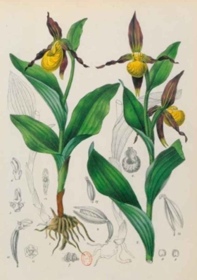 Carnet ligné Orchidée jaune, dessin 19e siècle - Jean-Baptiste Barla - HACHETTE BNF