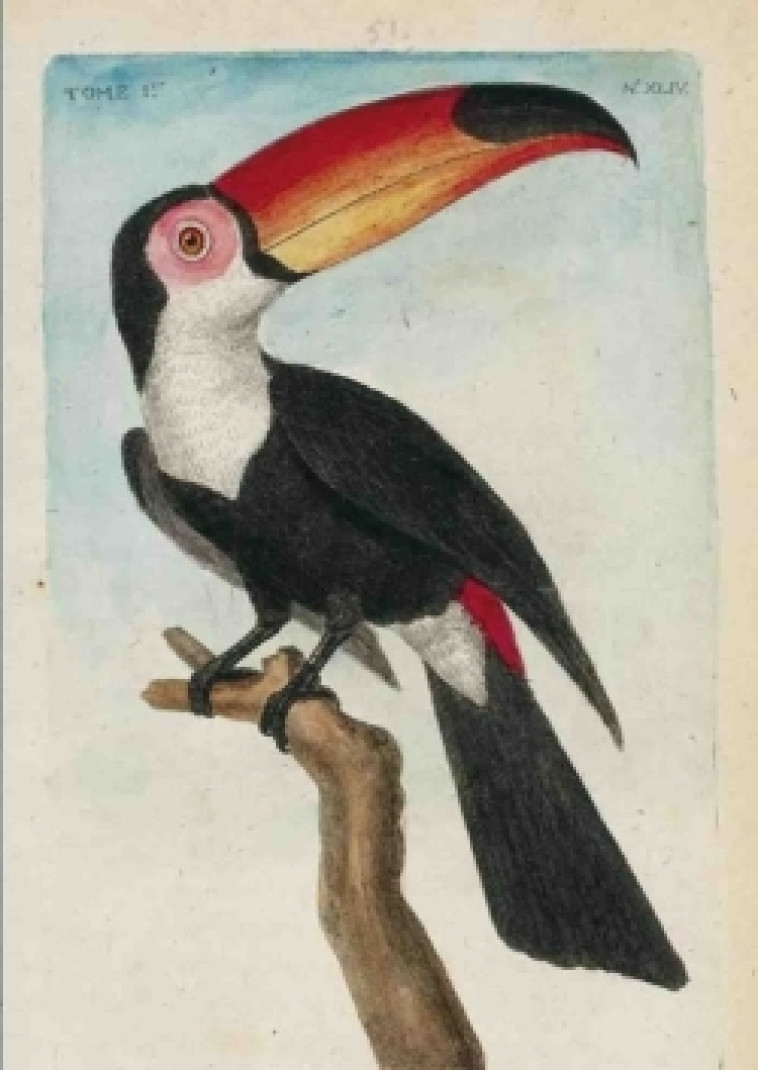 Carnet Blanc, Toucan, dessin 18e siècle - François-Nicolas Martinet - HACHETTE BNF